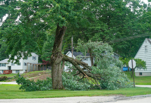 How Our Tree Care Process Works  in Fairfax, MN